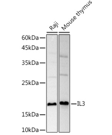 IL3 Rabbit Polyclonal Antibody