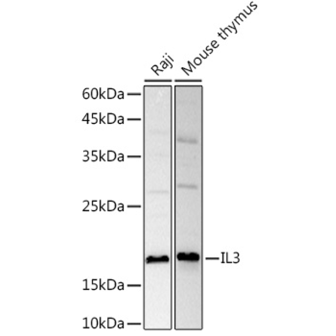 IL3 Rabbit Polyclonal Antibody