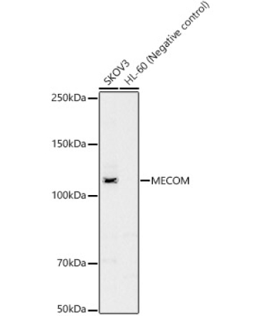 MECOM Rabbit Polyclonal Antibody