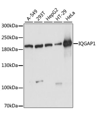 IQGAP1 Rabbit Polyclonal Antibody