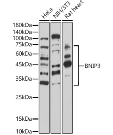 BNIP3 Rabbit Polyclonal Antibody