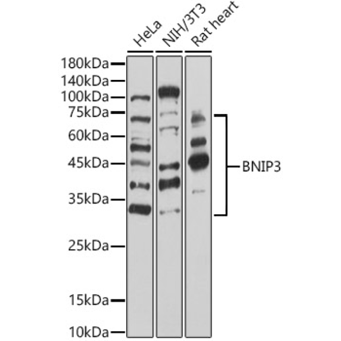 BNIP3 Rabbit Polyclonal Antibody