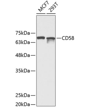 CD58 Rabbit Polyclonal Antibody