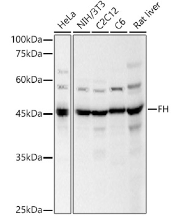 FH Rabbit Polyclonal Antibody