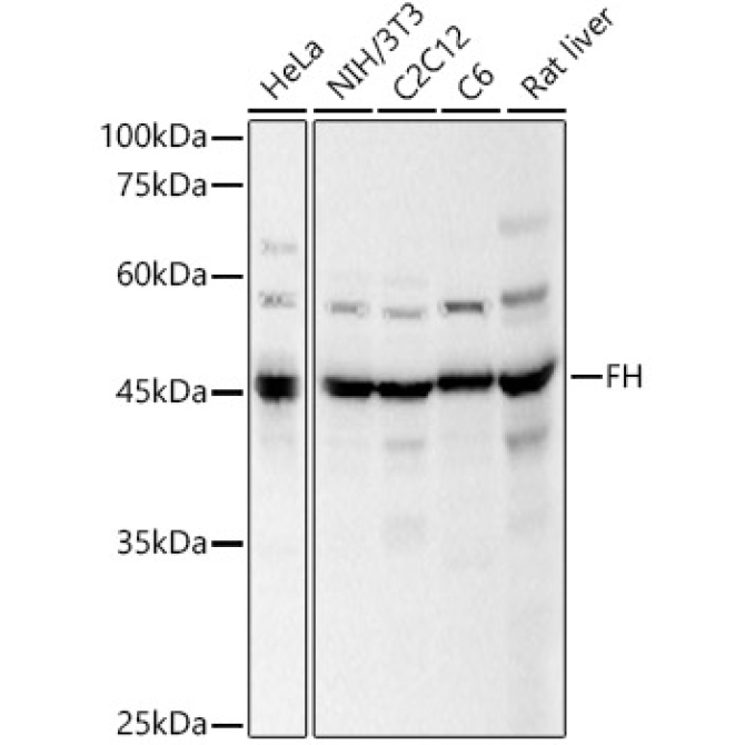 FH Rabbit Polyclonal Antibody