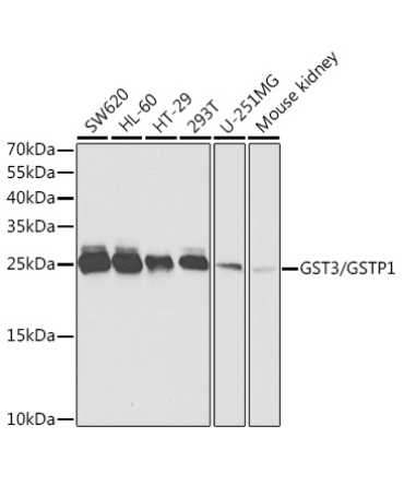 GST3/GSTP1 Rabbit Polyclonal Antibody