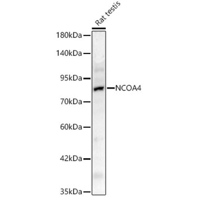 NCOA4 Rabbit Polyclonal Antibody