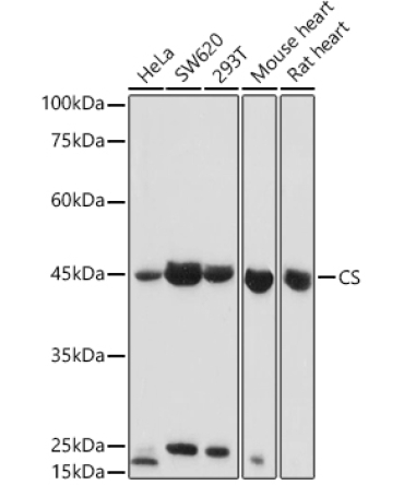 CS Rabbit Polyclonal Antibody