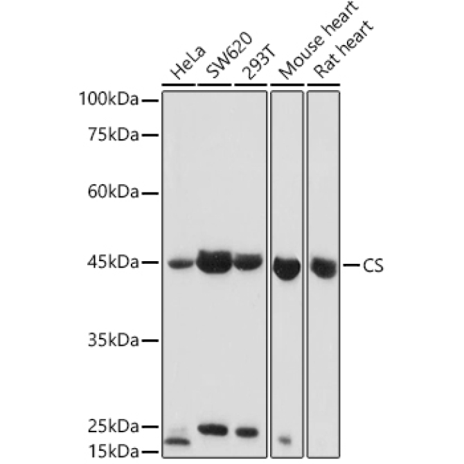 CS Rabbit Polyclonal Antibody