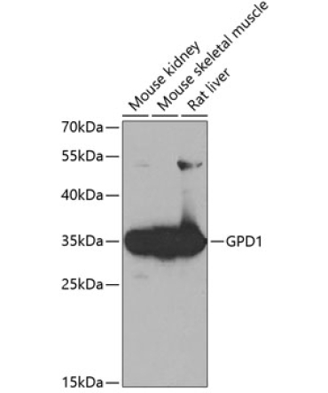 GPD1 Rabbit Polyclonal Antibody