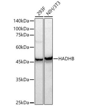 HADHB Rabbit Polyclonal Antibody