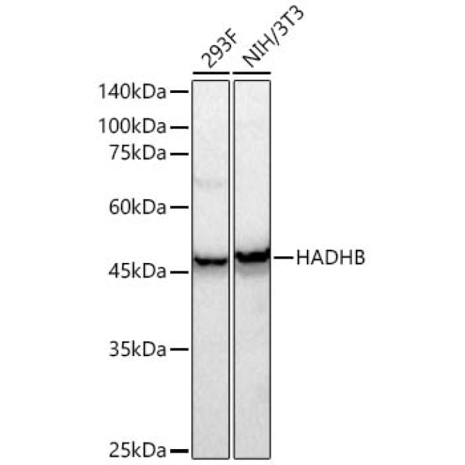HADHB Rabbit Polyclonal Antibody