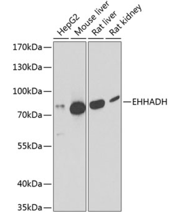 EHHADH Rabbit Polyclonal Antibody
