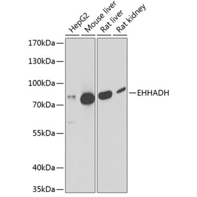EHHADH Rabbit Polyclonal Antibody