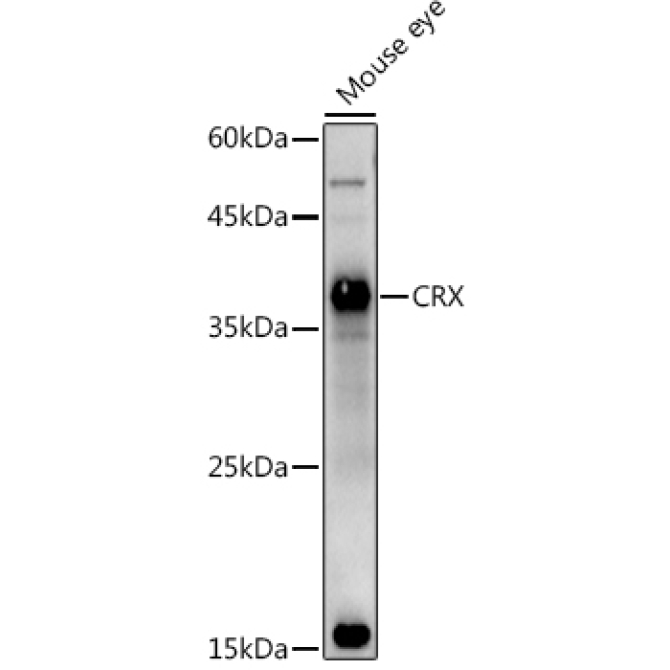 CRX Rabbit Polyclonal Antibody