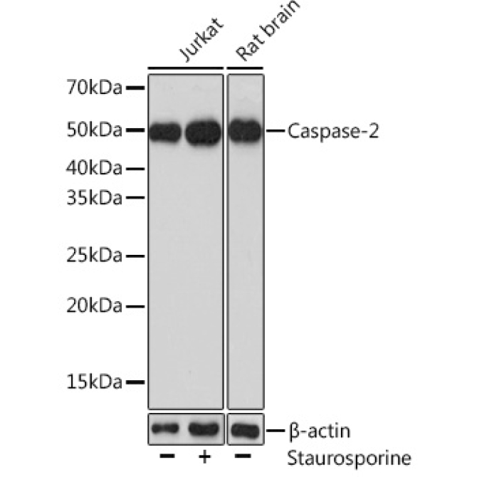Caspase-2 Rabbit Polyclonal Antibody