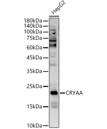 CRYAA Rabbit Polyclonal Antibody