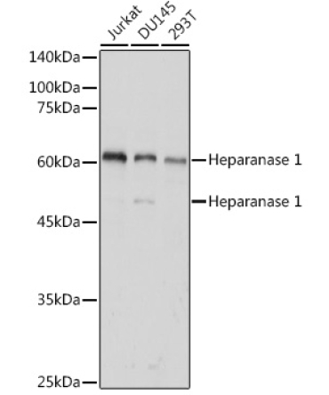 Heparanase 1 Rabbit Polyclonal Antibody