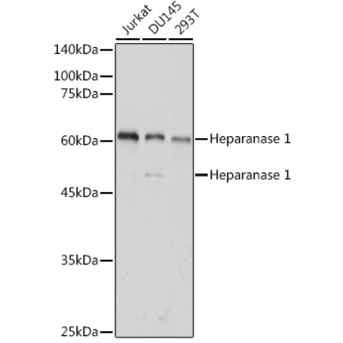 Heparanase 1 Rabbit Polyclonal Antibody