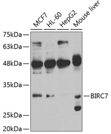 BIRC7 Rabbit Polyclonal Antibody
