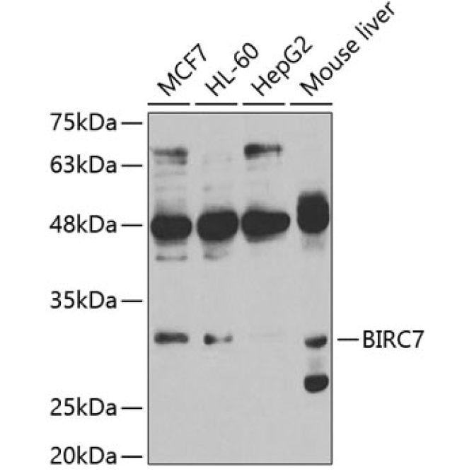 BIRC7 Rabbit Polyclonal Antibody