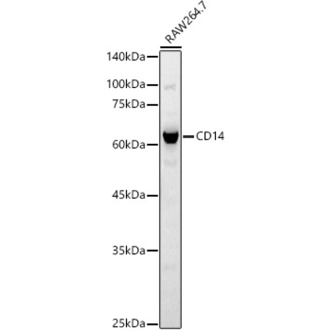 CD14 Rabbit Polyclonal Antibody