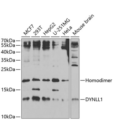DYNLL1 Rabbit Polyclonal Antibody