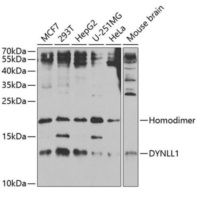 DYNLL1 Rabbit Polyclonal Antibody