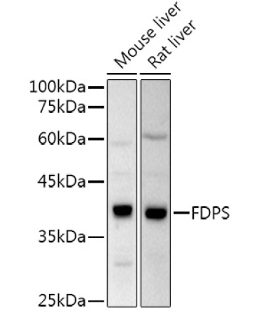 FPS/FDPS Rabbit Polyclonal Antibody
