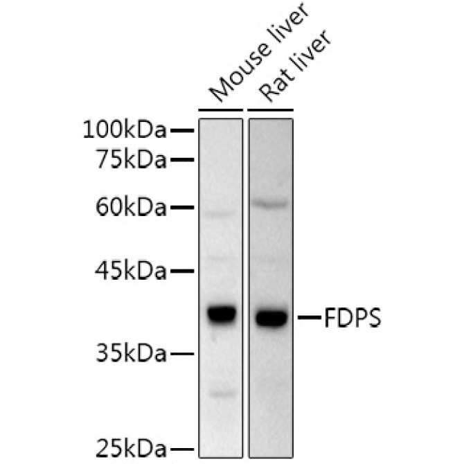 FPS/FDPS Rabbit Polyclonal Antibody