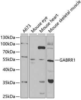 GABRR1 Rabbit Polyclonal Antibody