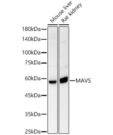 MAVS Rabbit Polyclonal Antibody
