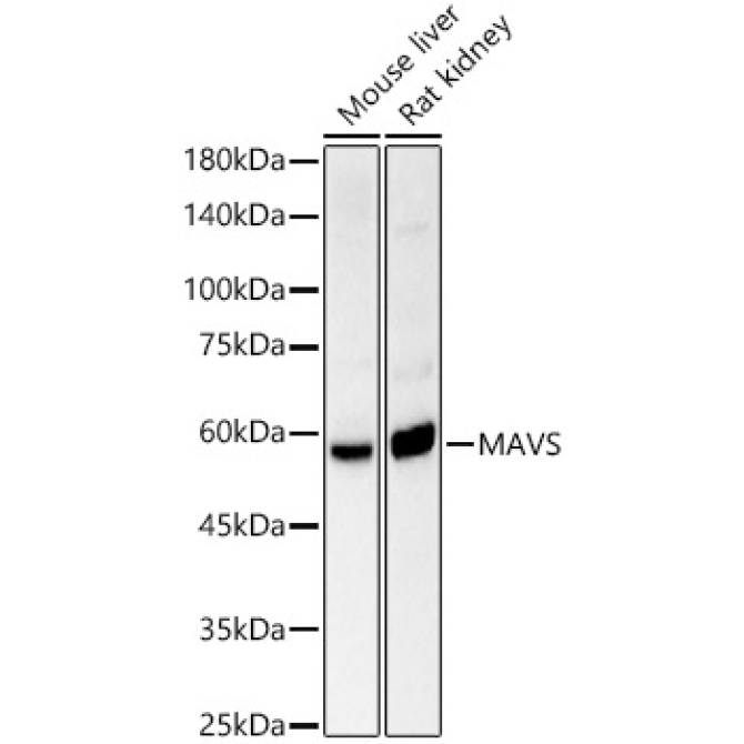 MAVS Rabbit Polyclonal Antibody