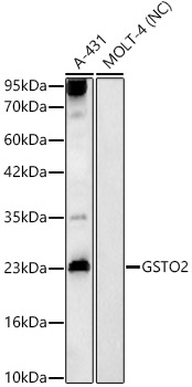 GSTO2 Rabbit Polyclonal Antibody
