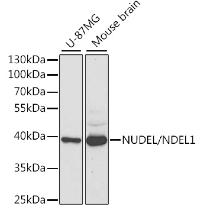NUDEL/NDEL1 Rabbit Polyclonal Antibody