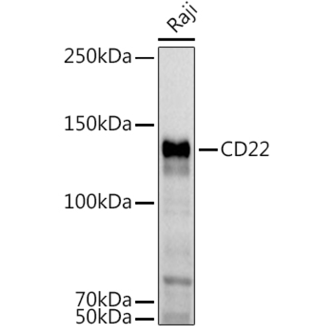 CD22 Rabbit Polyclonal Antibody