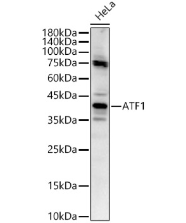 ATF1 Rabbit Polyclonal Antibody