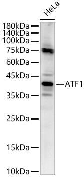 ATF1 Rabbit Polyclonal Antibody