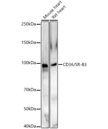 CD36/SR-B3 Rabbit Polyclonal Antibody