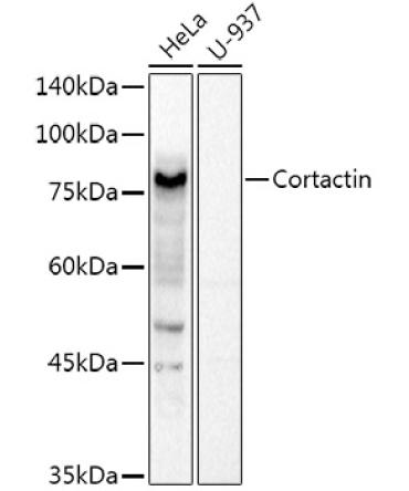 Cortactin Rabbit Polyclonal Antibody