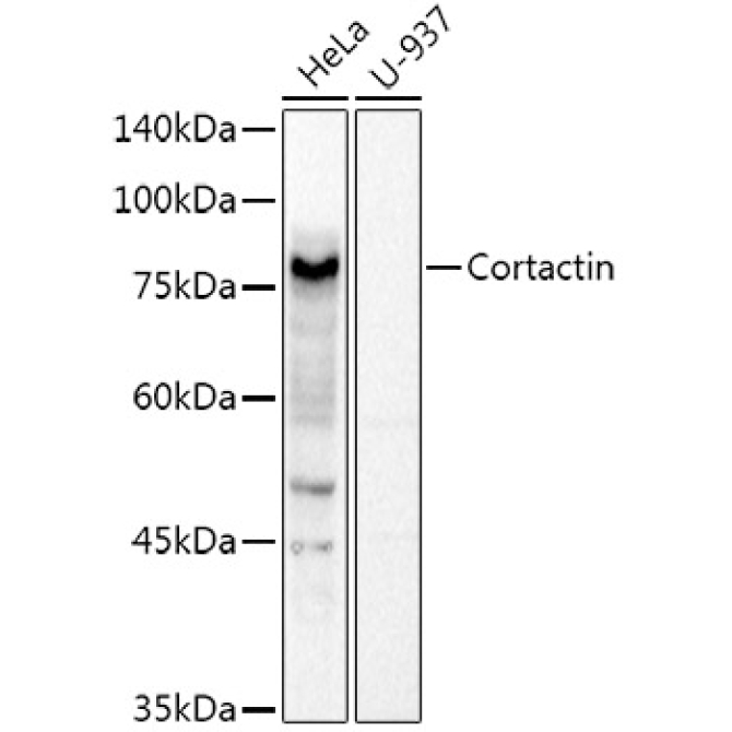 Cortactin Rabbit Polyclonal Antibody