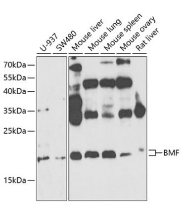 BMF Rabbit Polyclonal Antibody