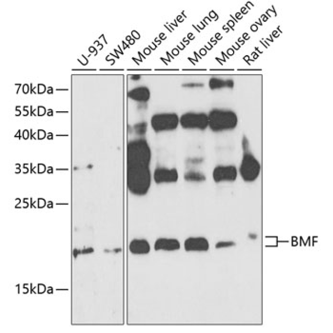 BMF Rabbit Polyclonal Antibody