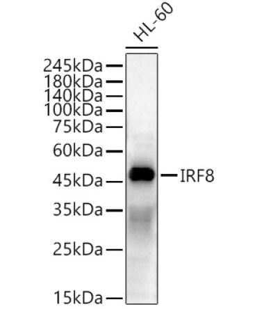 IRF8 Rabbit Polyclonal Antibody