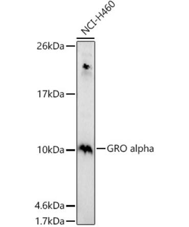 GRO alpha Rabbit Polyclonal Antibody
