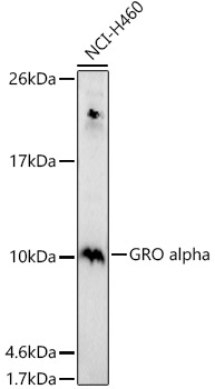 GRO alpha Rabbit Polyclonal Antibody