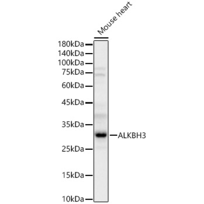 ALKBH3 Rabbit Polyclonal Antibody