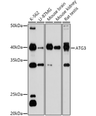 ATG3 Rabbit Polyclonal Antibody