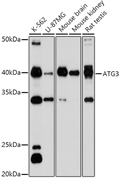 ATG3 Rabbit Polyclonal Antibody