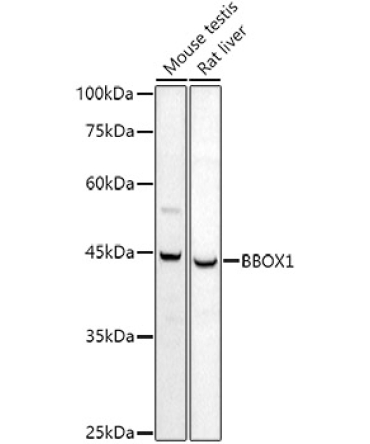 BBOX1 Rabbit Polyclonal Antibody